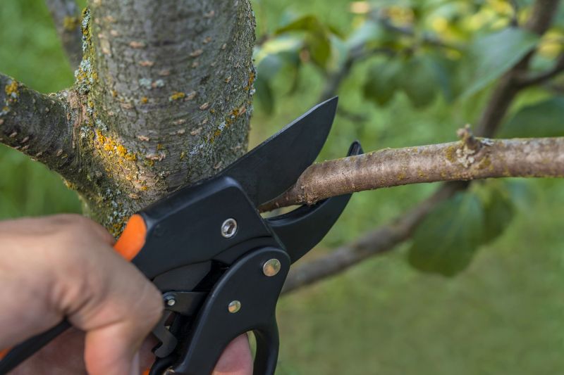 Birch Tree Pruning in Pottstown, PA