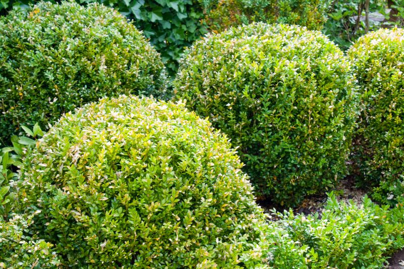 Pruned Bushes