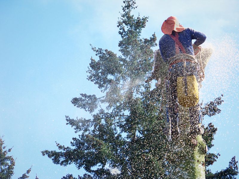 Commercial Tree Removal in Reno, NV