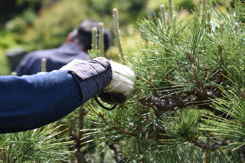 Oak Tree Pruning in Allentown, PA